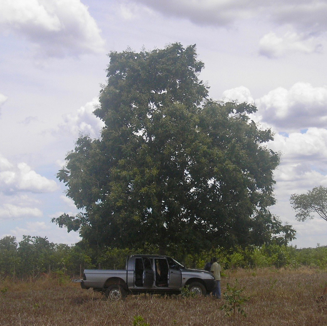 O baru, castanha nativa do Cerrado, hoje cobiçada pela alta gastronomia.