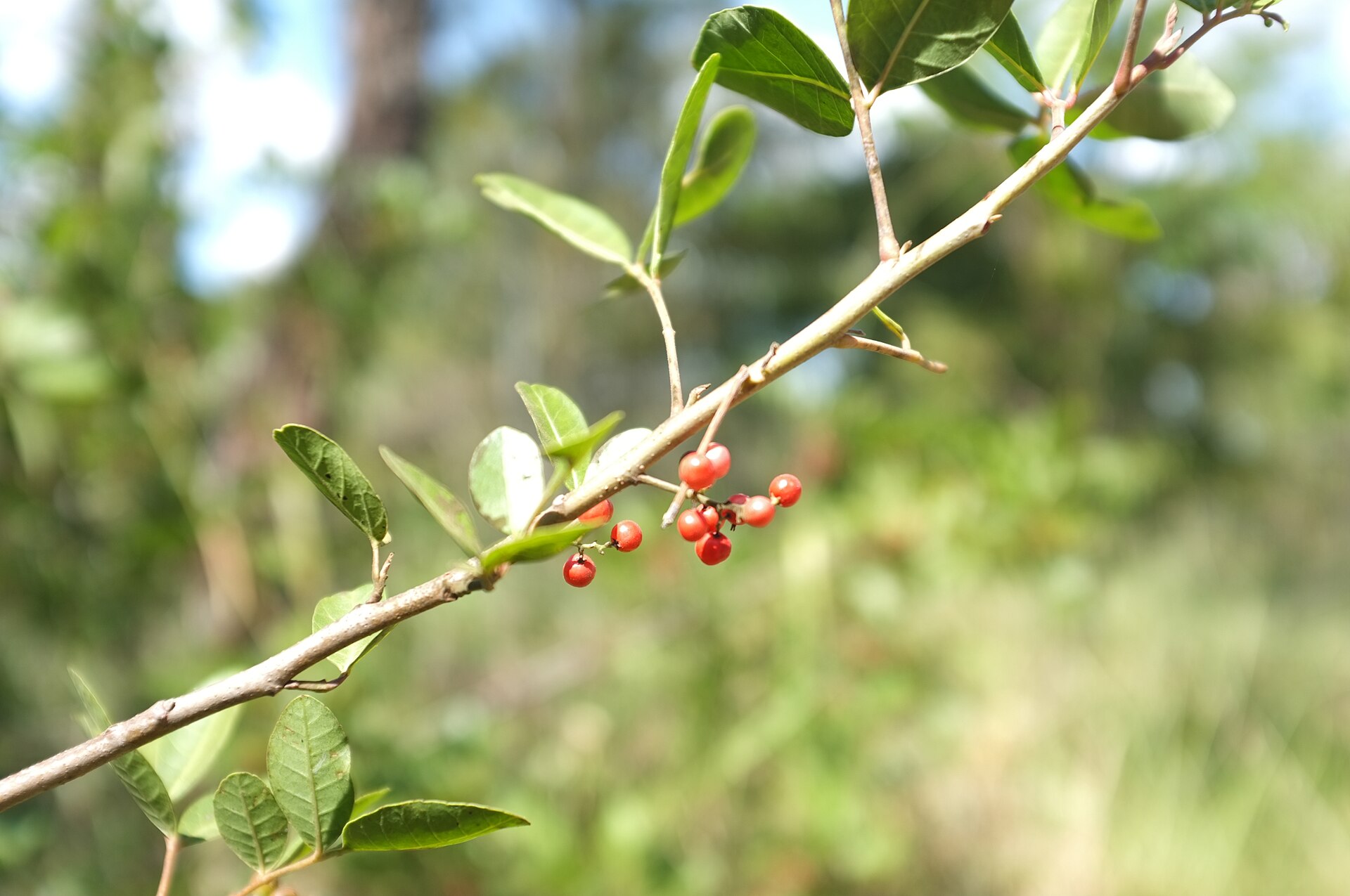 A vegetação do Cerrado: aparência rústica, biodiversidade riquíssima.
